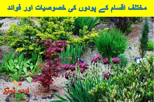 Health benefits and characteristics of plants in urdu and hindi