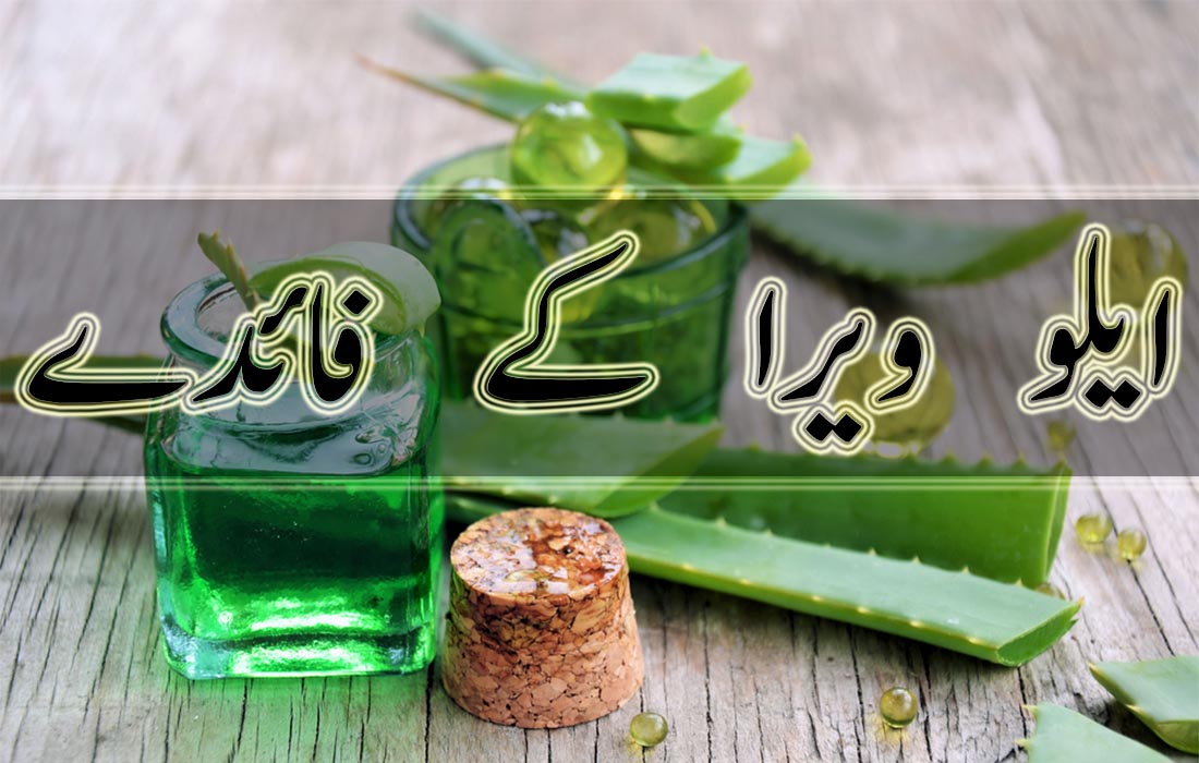 Uses and Benefits of Aloe Vera in Urdu