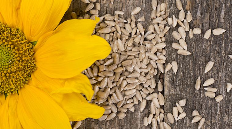 sunflower seeds in urdu